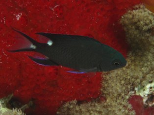 Chromis Trialpha